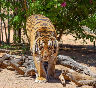 Bowie the Bengal Tiger attacked Jonathan Kraft.